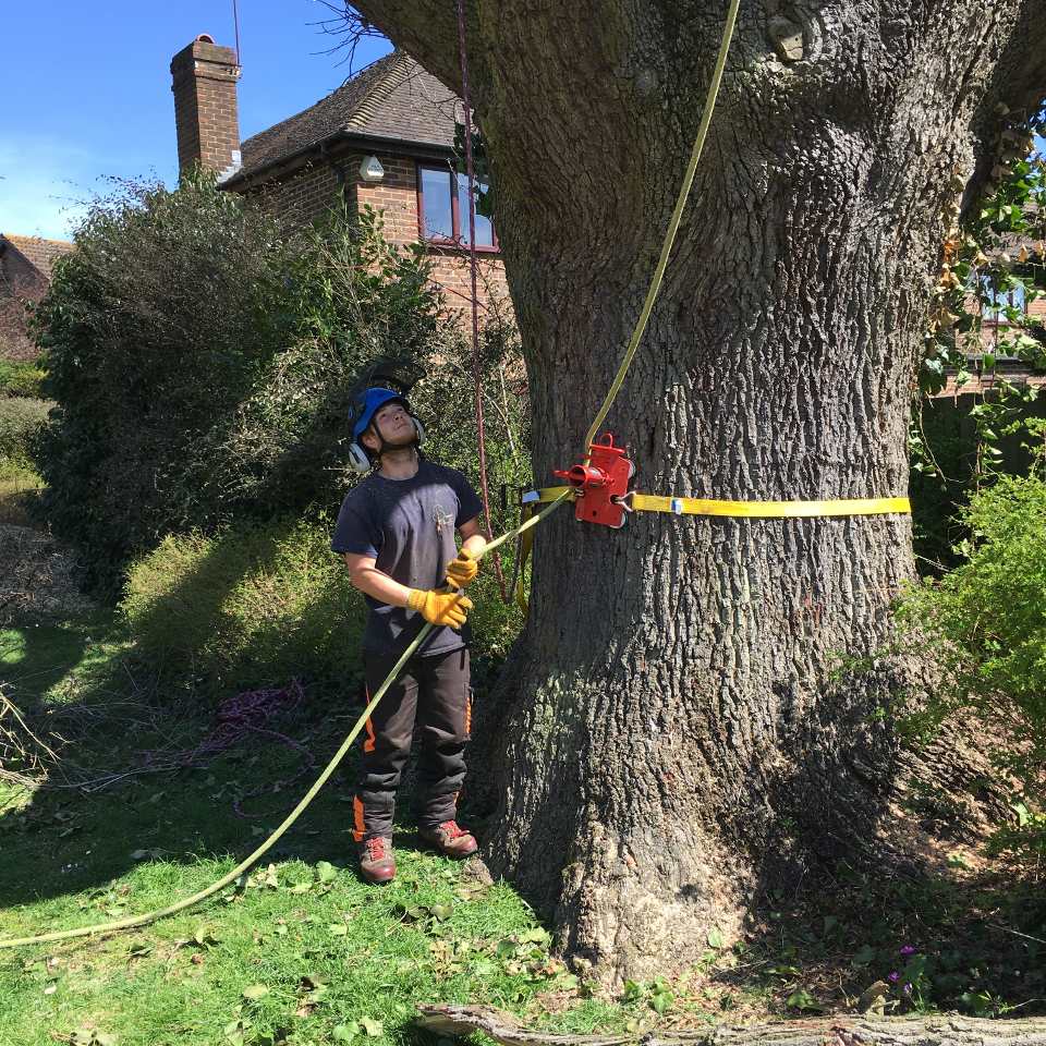Image of Getting ready to remove a large tree